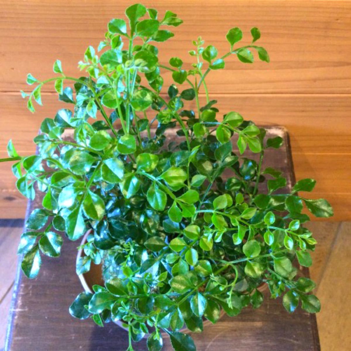 Paypayフリマ 苔玉 シマトネリコ 盆栽 園芸 室内で育てられる Paypayフリマ 苔玉 シマトネリコ 盆栽 園芸 室内で育てられる