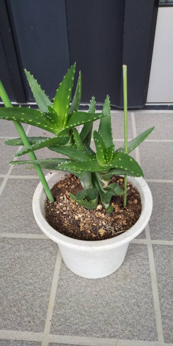 ヤフオク アロエ不夜城 2本入り ヤフオク アロエ不夜城 2本入り