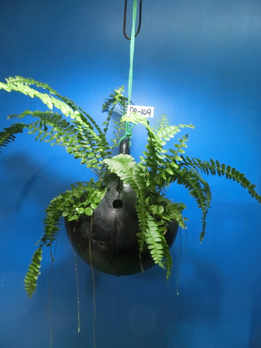 夢道園/タマシダ、マメシダ丸型吊鉢植え■盆栽■山野草■Ｔ-109_画像1