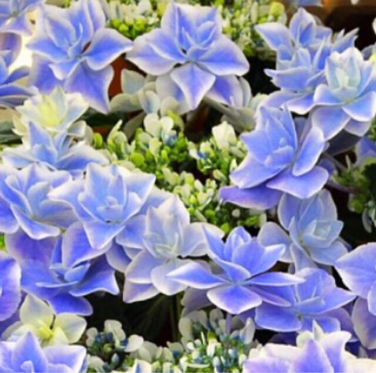 Paypayフリマ 可愛い八重咲き紫陽花 ブルー 苗 Paypayフリマ 可愛い八重咲き紫陽花 ブルー 苗
