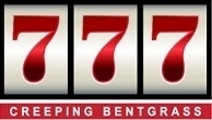 芝生の種・最高級ベントグラス 777 トリプルセブン 2Kg(芝)