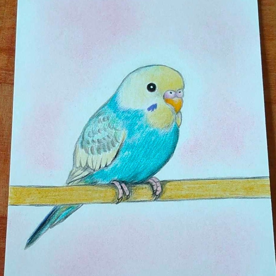 ☆セキセイインコ色鉛筆画