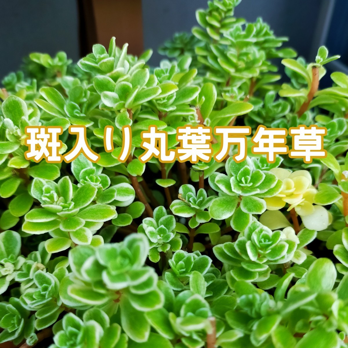 Paypayフリマ カット苗 斑入り丸葉万年草 約30カット セダム 多肉植物 ガーデニング 寄せ植え Paypayフリマ カット苗 斑入り丸葉万年草 約30カット セダム 多肉植物 ガーデニング 寄せ植え