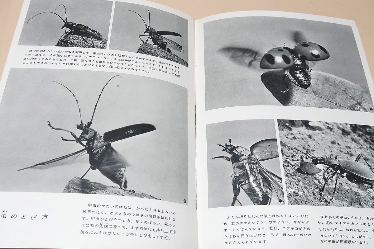 昆虫生態図鑑2・甲虫ほか・講談社写真大図鑑/安野光雅装幀/カブトムシはどんな所でどんな生活をしているかということを知る道案内の役目_画像10
