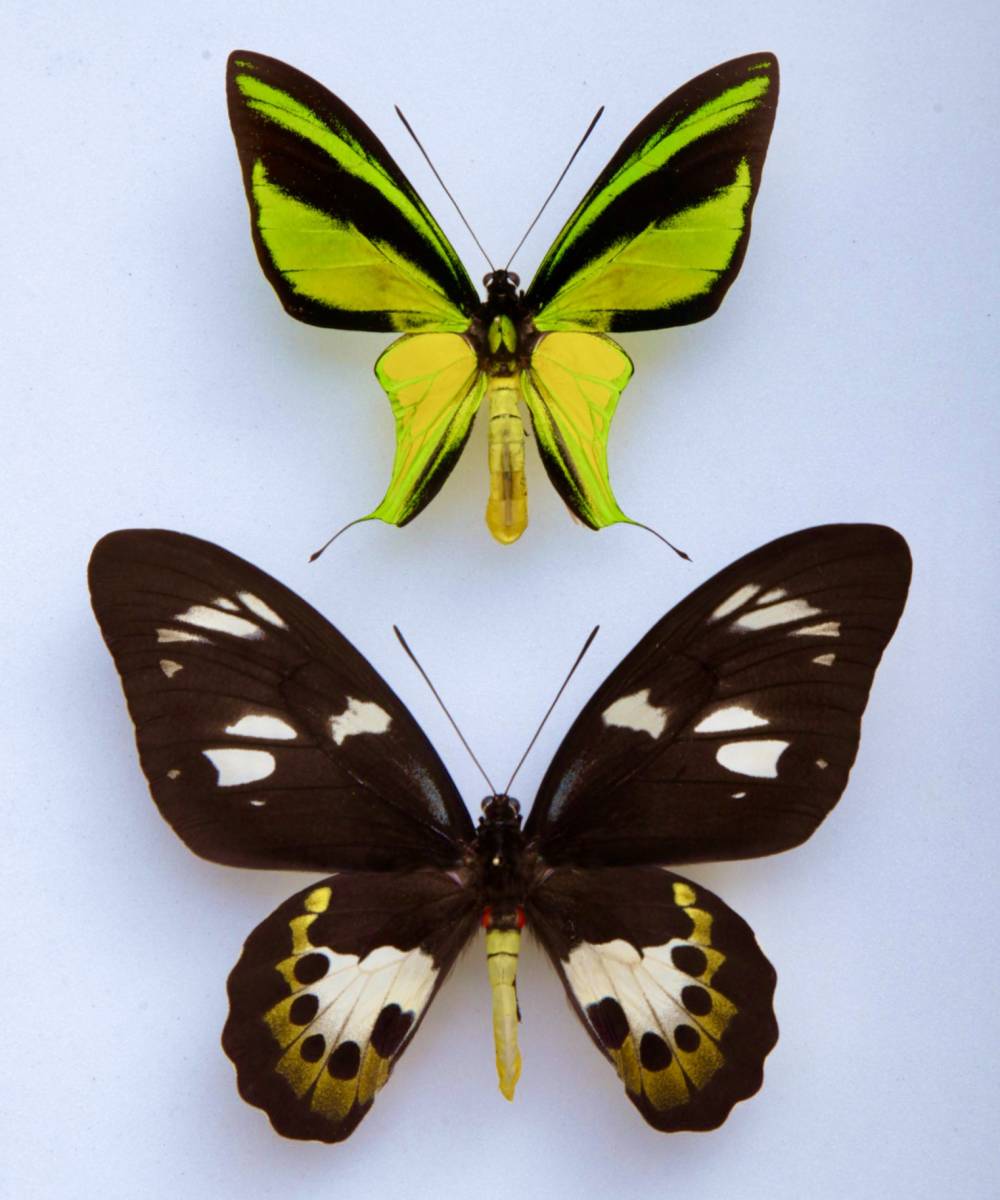 ■外国産蝶標本 ヒレオトリバネアゲハ Apair 西イリアン・ティミカ 産  (W02-122)の画像1