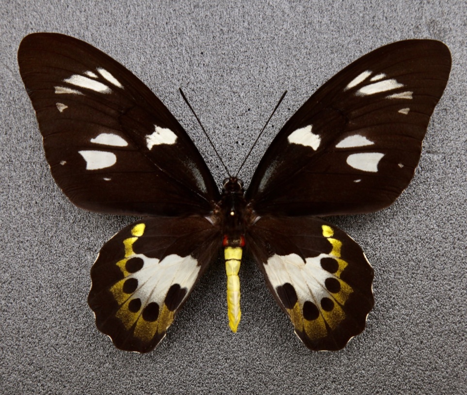 ■外国産蝶標本 ヒレオトリバネアゲハ Apair 西イリアン・ティミカ 産  (W02-122)の画像7