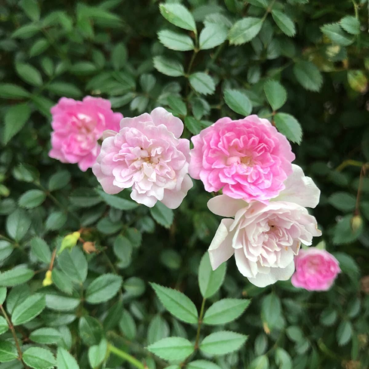 つるバラ苗 夢乙女苗 小さなピンクの花 枝しなやか 3苗|Yahoo つるバラ苗 夢乙女苗 小さなピンクの花 枝しなやか 3苗|Yahoo