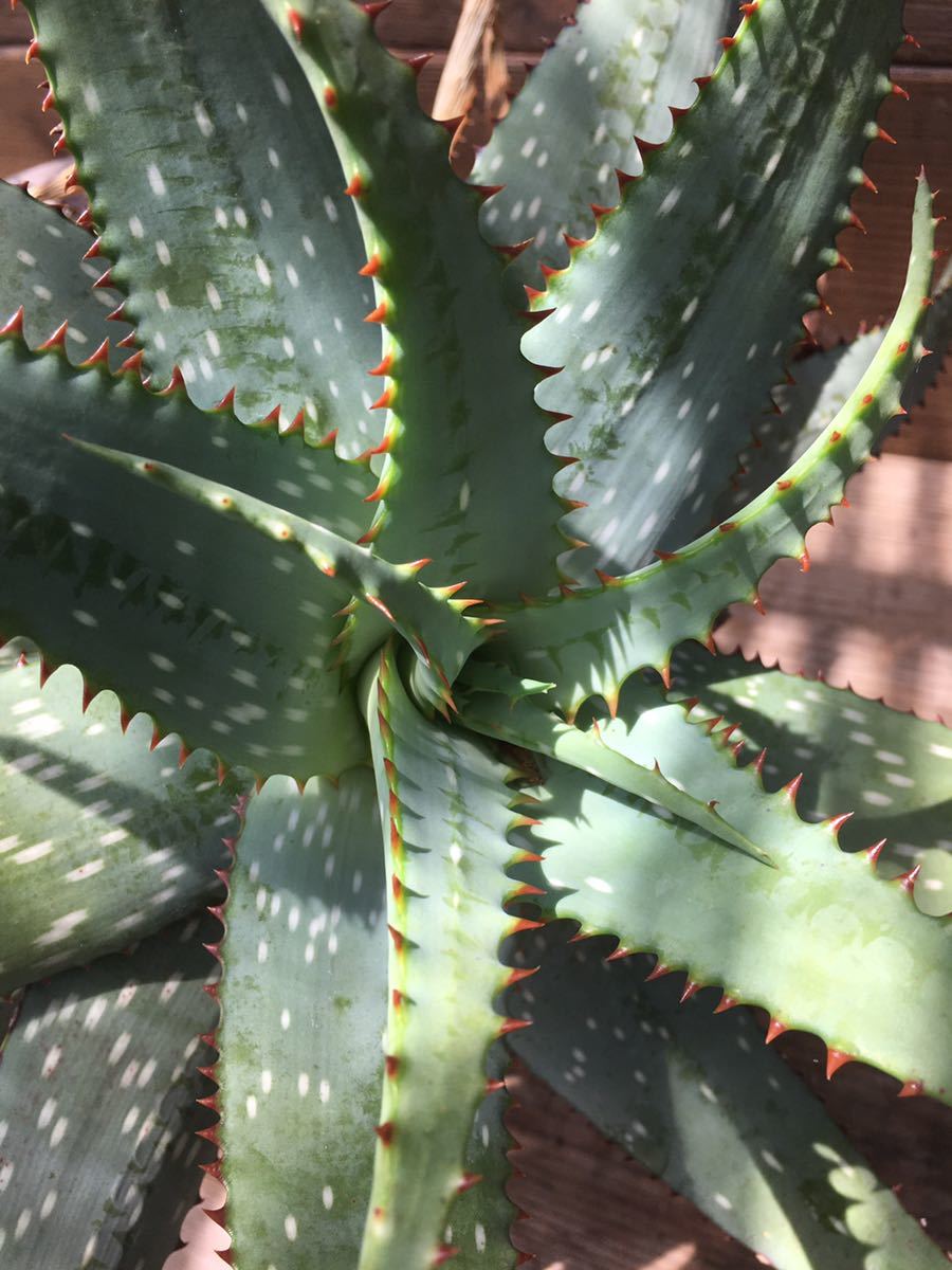 アロエ原種 Aloe sp 南アフリカ原産　サボテン　多肉植物　輸入　実生　古株　特大　発送は佐川急便で抜き苗のみ_画像9