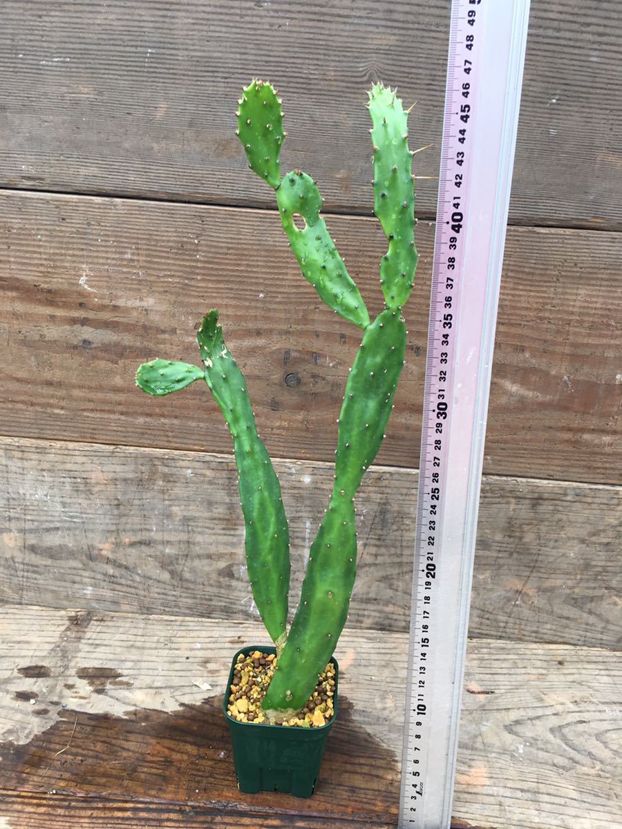 Opuntia Sp オプンチア 12月スーパーsale 食材 食用 サラダ ガーデニング 庭植え 送料無料 多肉植物 地植え サボテン