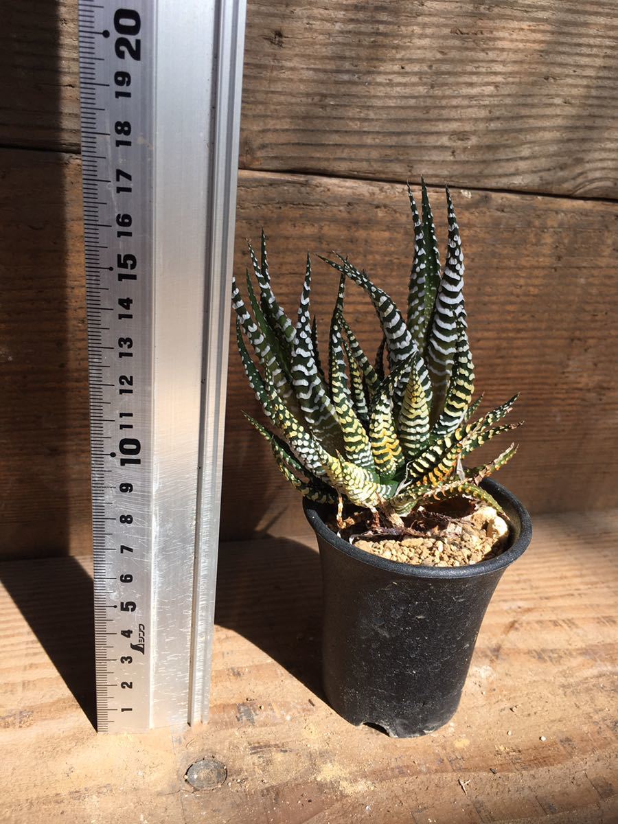 ヤフオク! - haworthia sp ハオルシア原種 送料無料 実生 ア... ヤフオク! - haworthia sp ハオルシア原種 送料無料 実生 ア...