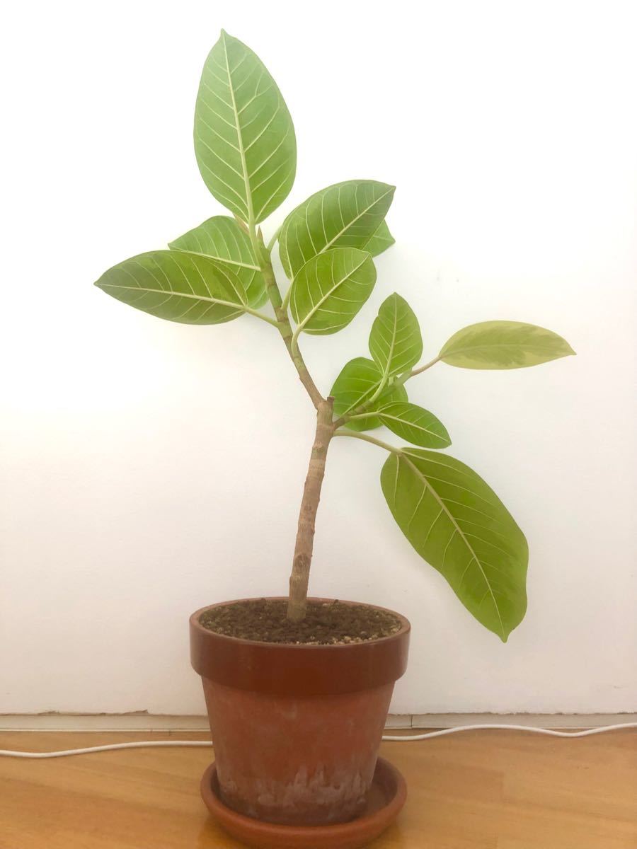 Paypayフリマ 観葉植物 高級ショップのフィカスアルテシマ 約55cm Paypayフリマ 観葉植物 高級ショップのフィカスアルテシマ 約55cm