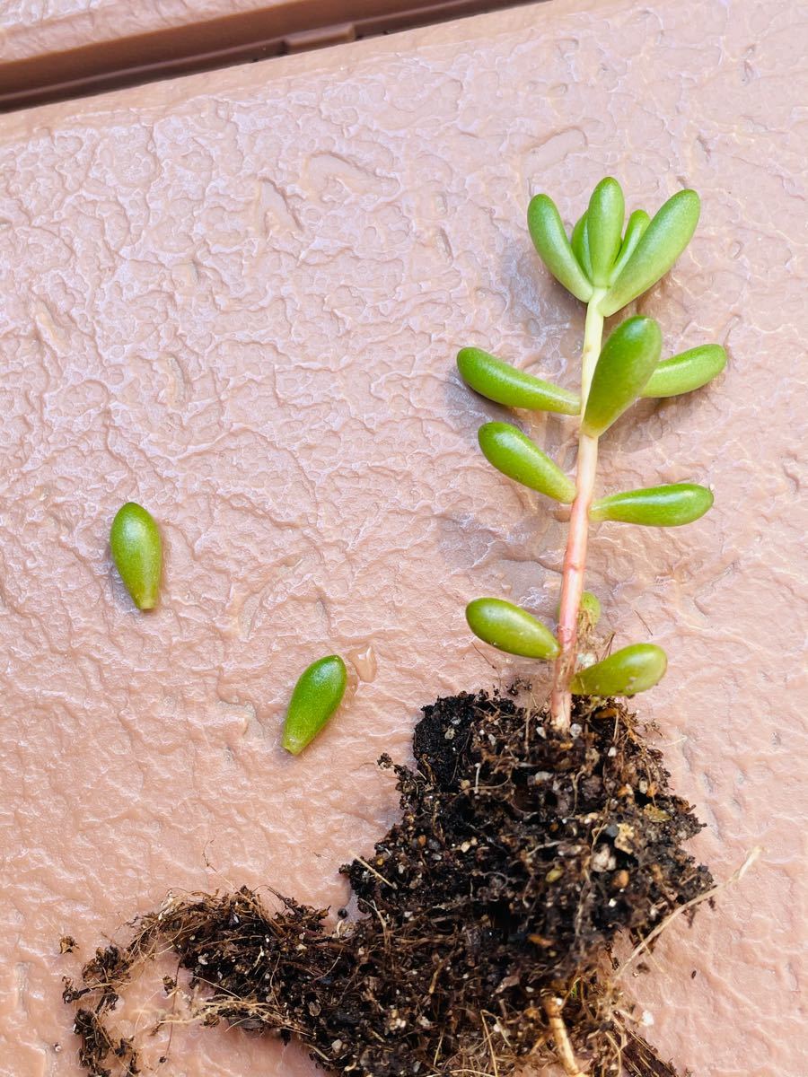 多肉植物　寄せ植えに使えます虹の玉&グラプトセダム　抜き苗または、カット苗　各種3本(器は無し、ネコポス発送予定)