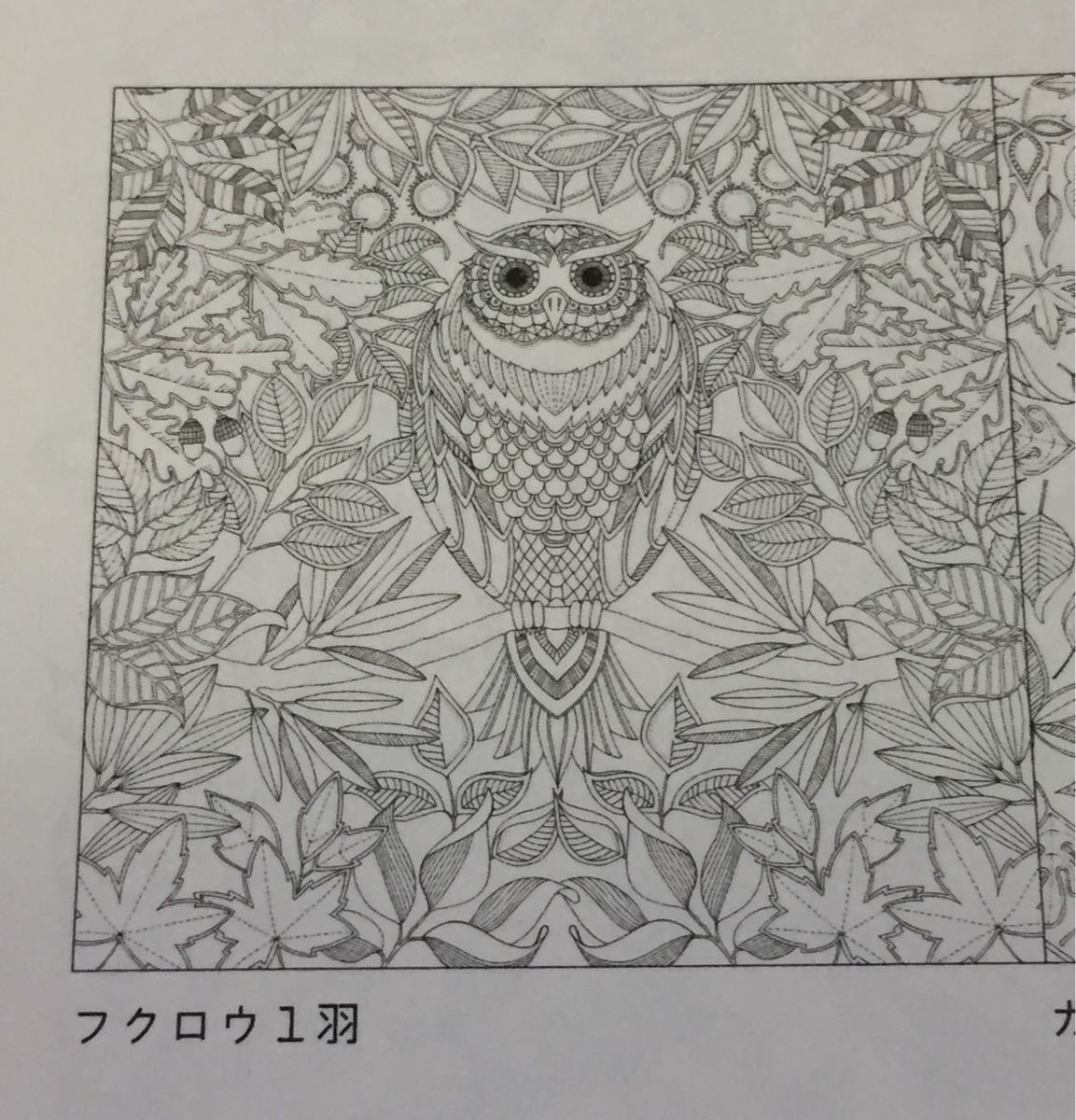 Paypayフリマ ひみつの花園 花いっぱいのぬりえブック 大人のぬりえ Paypayフリマ ひみつの花園 花いっぱいのぬりえブック 大人のぬりえ