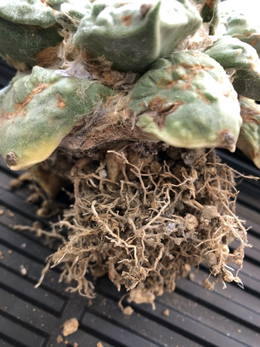 激安通販の 姫牡丹 多肉植物 ゴジラ 牡丹 錦 青磁 花牡丹 竜角牡丹 村主 検 サボテン カリフラワー アリオカルプス 実根 黒牡丹 アガベ モンスト サボテン 激安通販の 姫牡丹 多肉植物 ゴジラ 牡丹 錦 青磁 花牡丹 竜角牡丹 村主 検 サボテン カリフラワー アリオカルプス 実根 黒牡丹 アガベ モンスト サボテン
