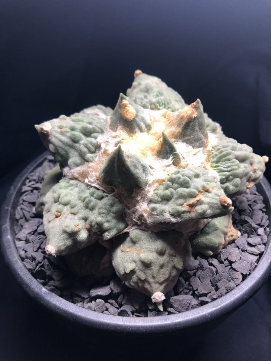 激安通販の 姫牡丹 多肉植物 ゴジラ 牡丹 錦 青磁 花牡丹 竜角牡丹 村主 検 サボテン カリフラワー アリオカルプス 実根 黒牡丹 アガベ モンスト サボテン 激安通販の 姫牡丹 多肉植物 ゴジラ 牡丹 錦 青磁 花牡丹 竜角牡丹 村主 検 サボテン カリフラワー アリオカルプス 実根 黒牡丹 アガベ モンスト サボテン