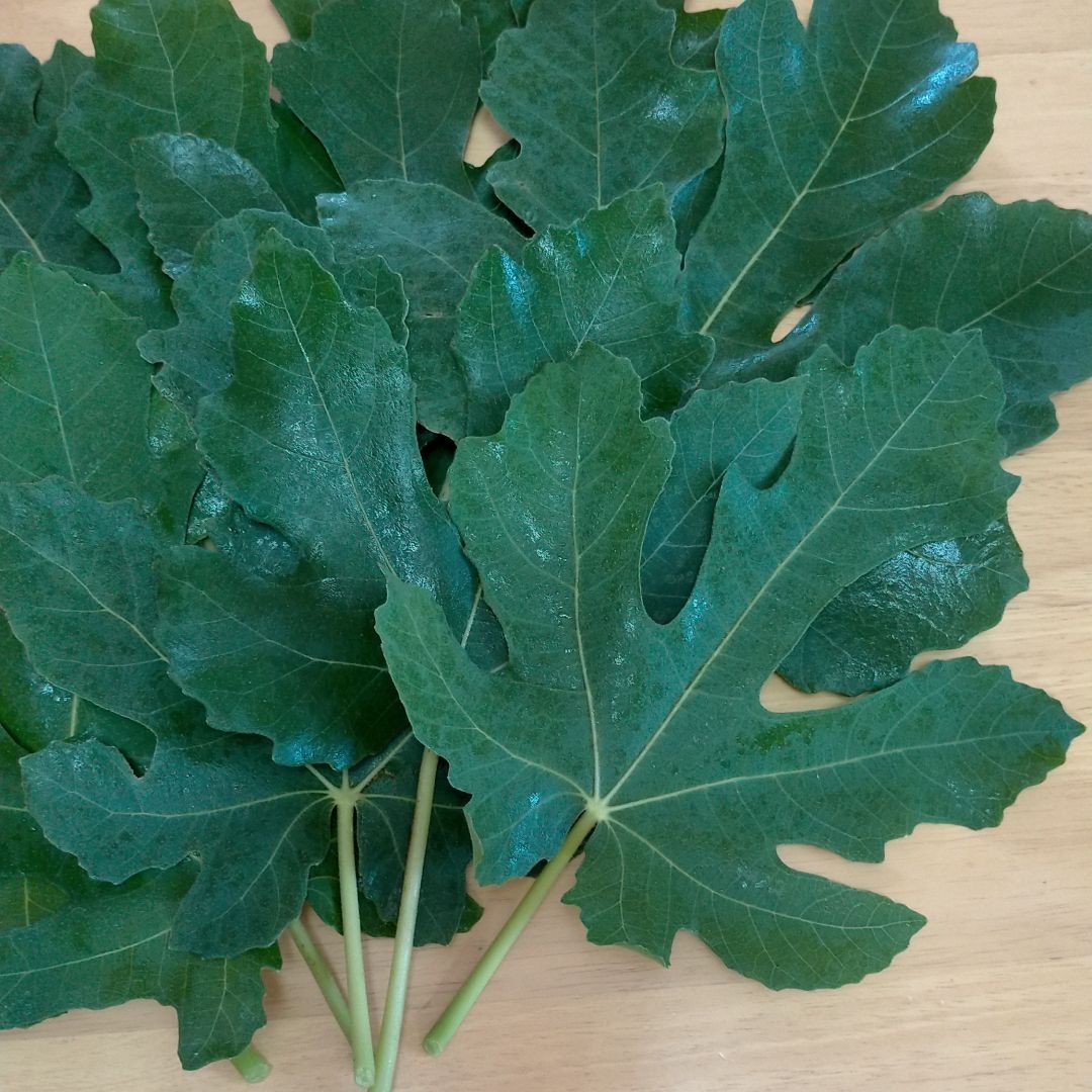 Paypayフリマ いちじくの葉 100g イチジク 無花果 リーフ 葉 漢方 お茶 Paypayフリマ いちじくの葉 100g イチジク 無花果 リーフ 葉 漢方 お茶
