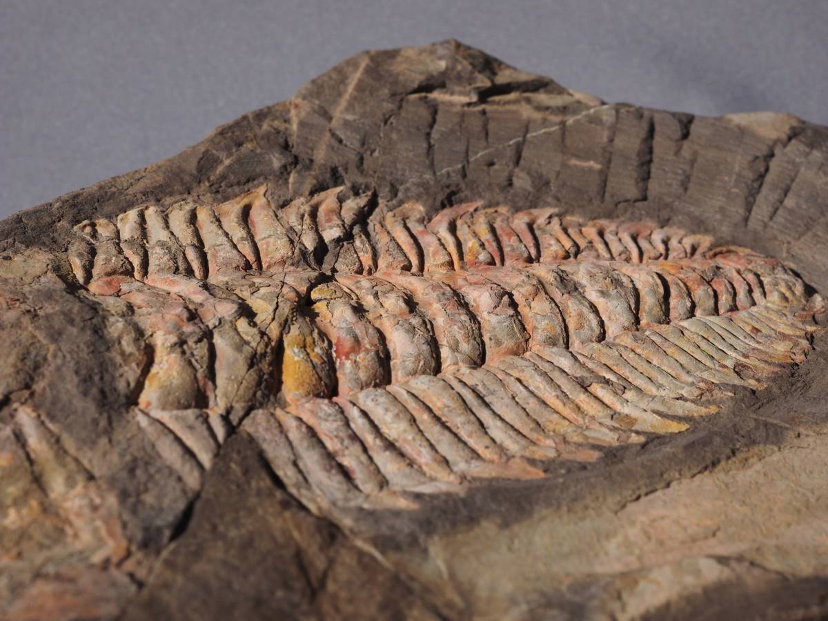 3年保証』 豪州産三葉虫 70009 takooensis Redlichia - 化石