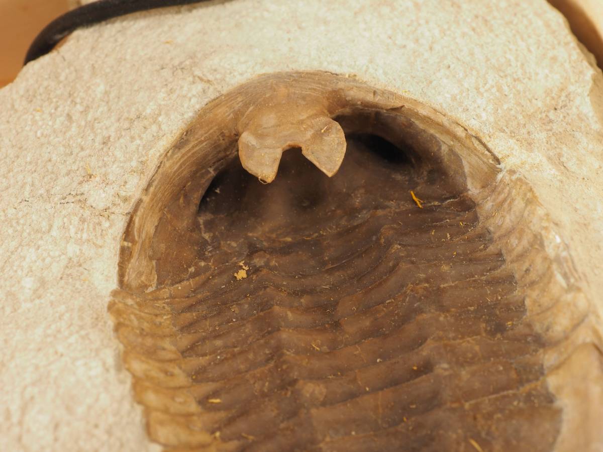 ベビーグッズも大集合 ロシア産三葉虫 cornutus(ventral) Asaphus アサファス唇付き r851 化石