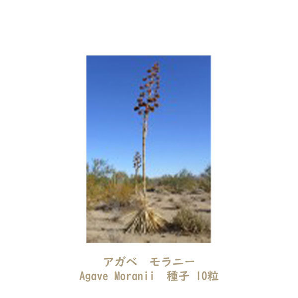 多肉植物 種子 種 アガベ モラニー Agave Moranii ツルボラン科 リュウゼツラン属 種子10粒_画像3
