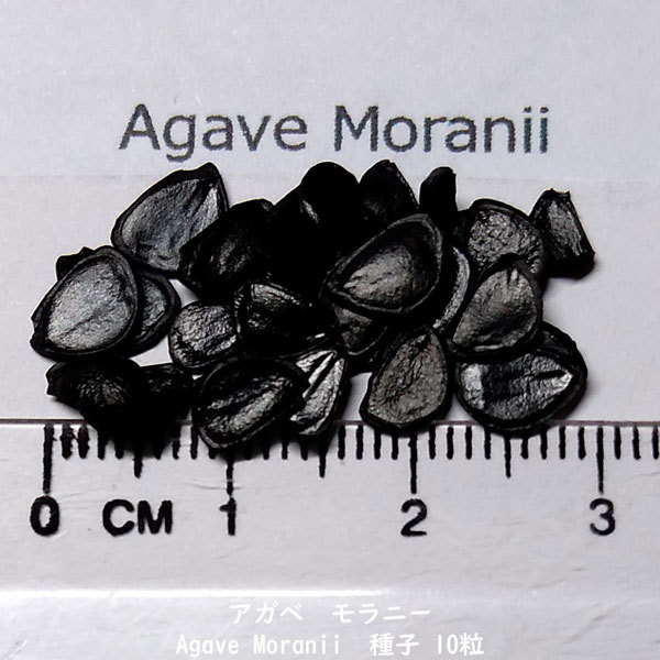 多肉植物 種子 種 アガベ モラニー Agave Moranii ツルボラン科 リュウゼツラン属 種子10粒_画像2