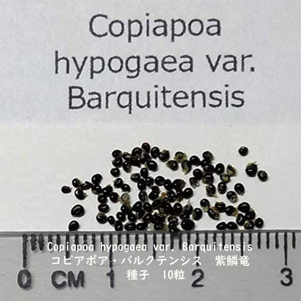 観葉植物 種子 種 Copiapoa hypogaea var Barquitensis コピアポア バルクテンシス 紫鱗竜 南米 サボテン 種子10粒_画像2