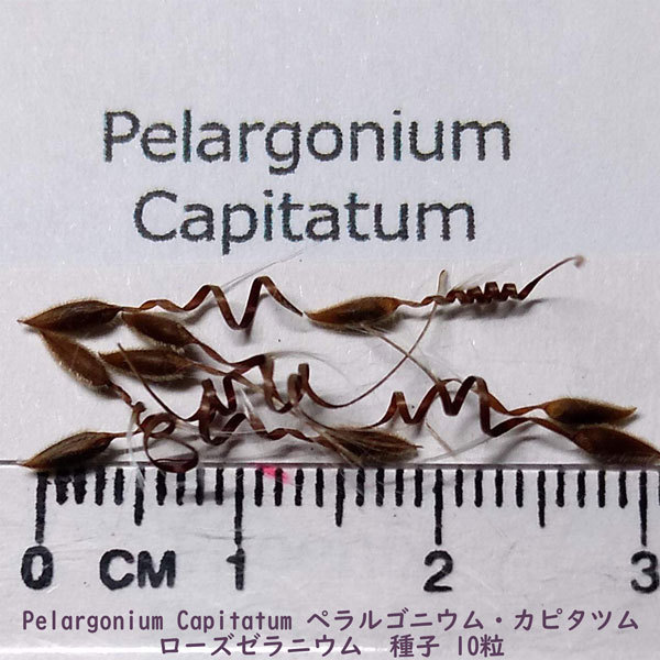 種子 種 Pelargonium Capitatum ペラルゴニウム カピタツム ローズゼラニウム 南アフリカ 種子　10粒_画像2