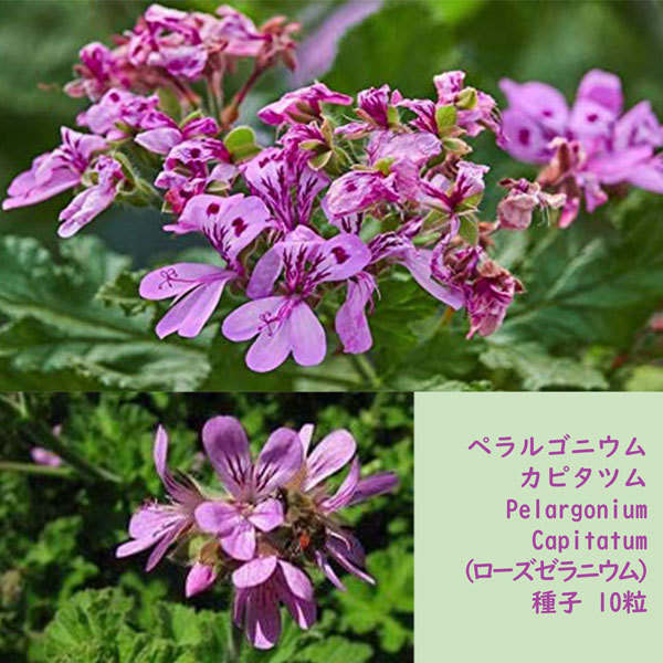 種子 種 Pelargonium Capitatum ペラルゴニウム カピタツム ローズゼラニウム 南アフリカ 種子　10粒_画像3