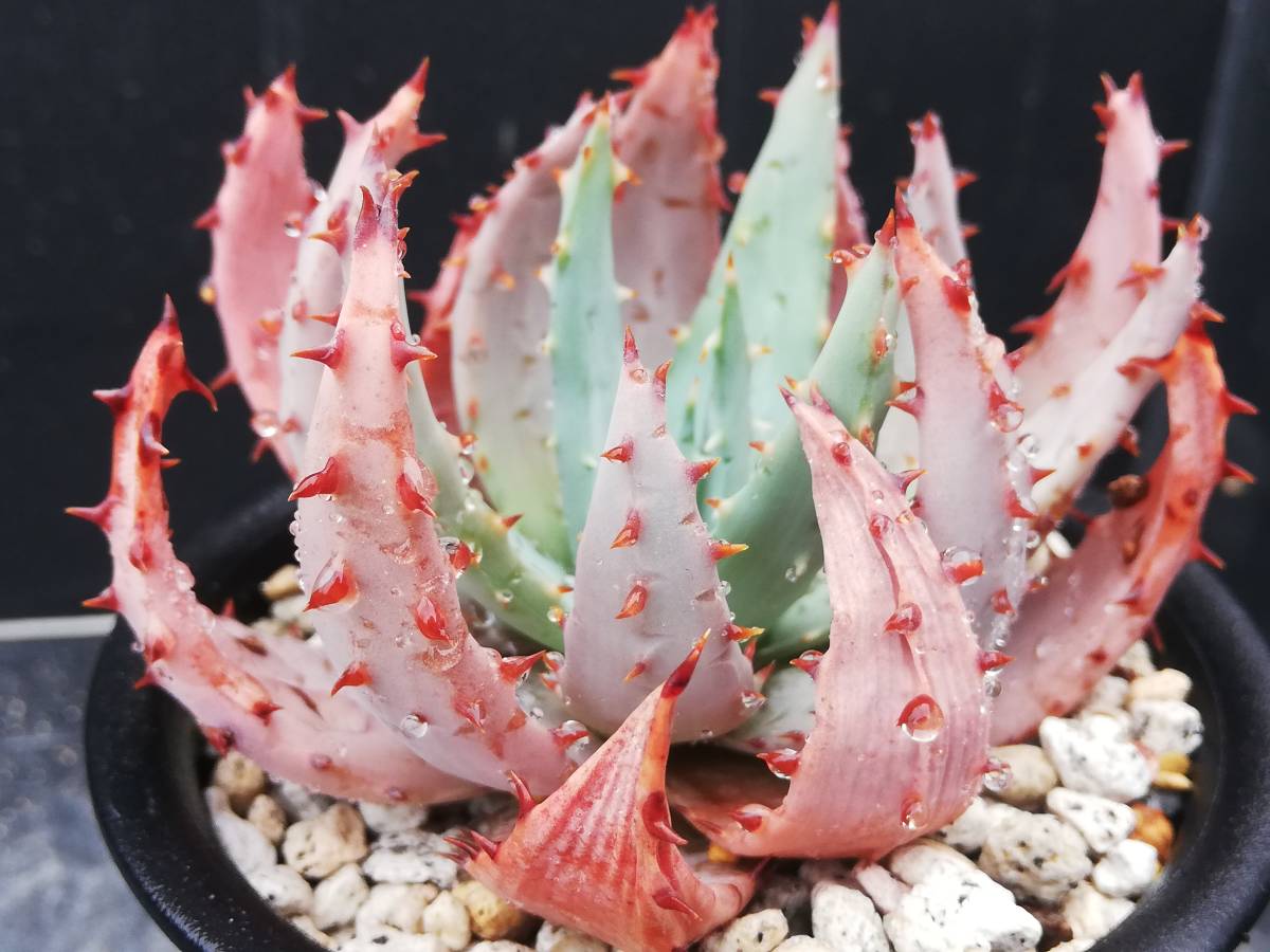 Aloe Pegleraeの値段と価格推移は 22件の売買情報を集計したaloe Pegleraeの価格や価値の推移データを公開 Aloe Pegleraeの値段と価格推移は 22件の売買情報を集計したaloe Pegleraeの価格や価値の推移データを公開
