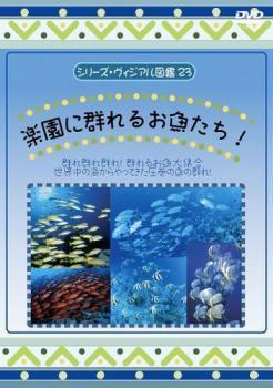 シリーズ・ヴィジュアル図鑑 23 楽園に群れるお魚たち レンタル落ち 中古 DVD_画像1