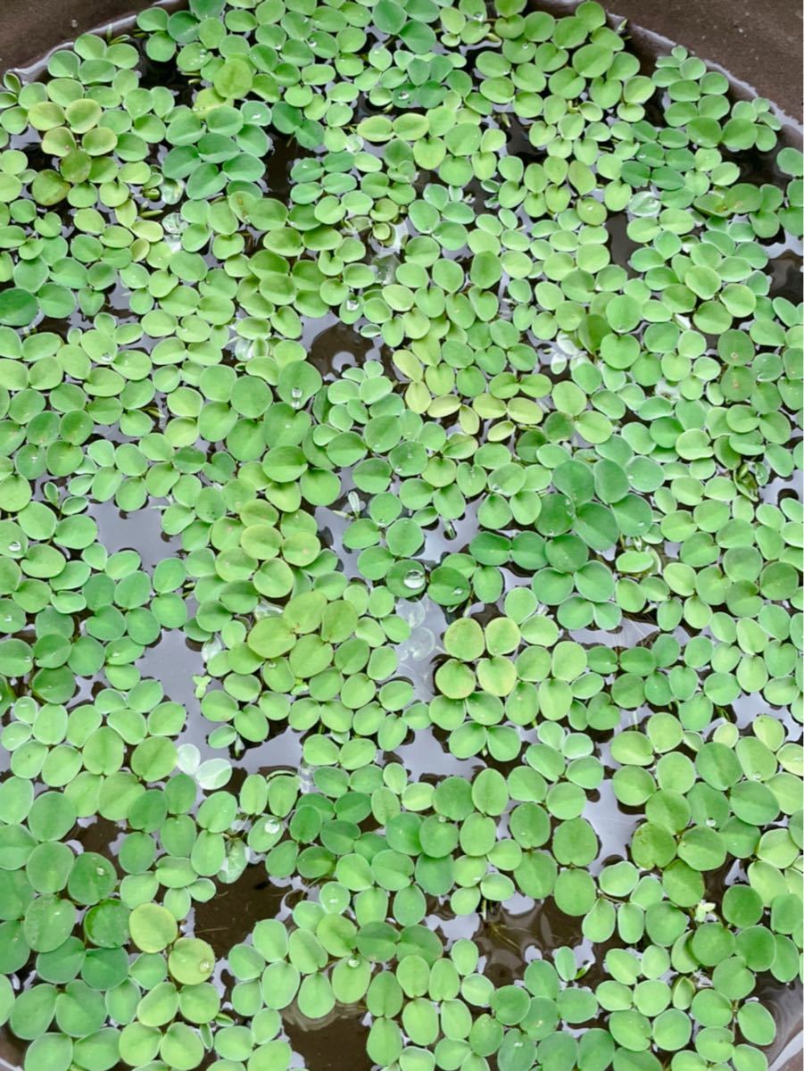 Paypayフリマ 無農薬浮草 水草 サルビニアククラータ 35g Paypayフリマ 無農薬浮草 水草 サルビニアククラータ 35g