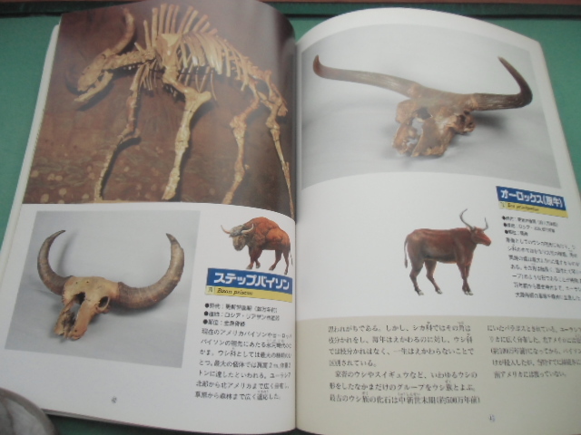 特別展　　絶滅した大哺乳類たち　読売新聞社　1995年_画像4