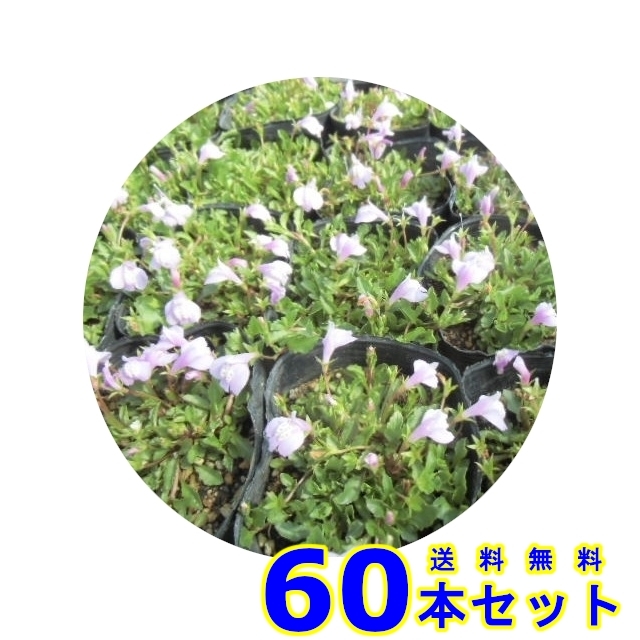 Цапля Мох Розовый (Heron Moss Pink Flower) 9.0p 60 Защита от сорняков в почвопокровном подлеске