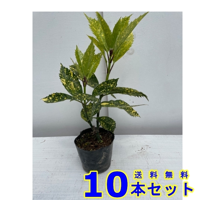 植木 フイリアオキ (斑入りアオキ) 10.5ｐ 10本 樹高0.2ｍ前後 10.5ｐ 植木　苗木　シンボルツリー　生垣_画像1