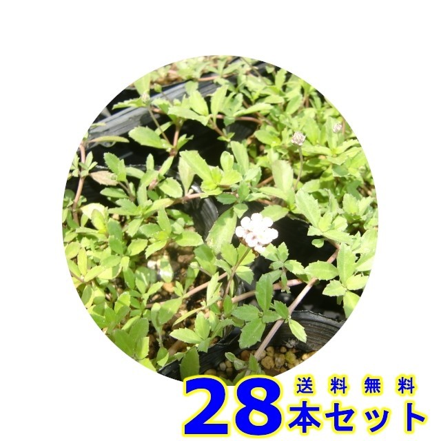 ヒメイワダレソウ 白花 リッピア リピア 9 0ｐ 28本 グランドカバー 下草 雑草予防