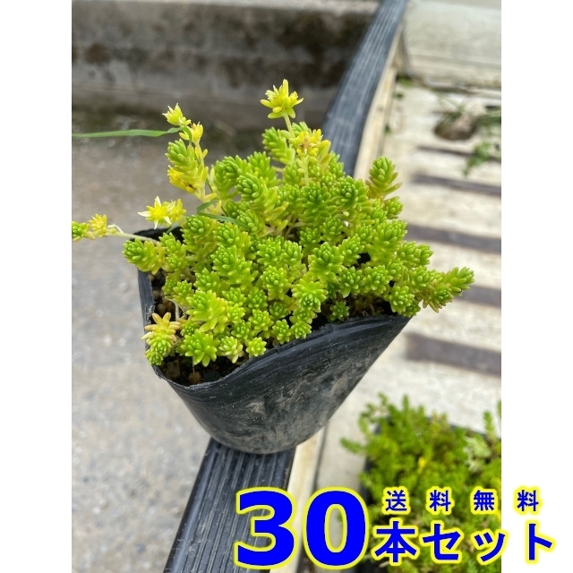 グランドカバー セダム モリムラマンネングサ (多肉植物 森村万年草