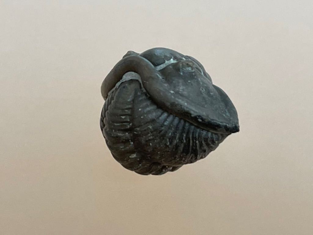 三葉虫　フレキシカリメネ　化石　#636 カリメネ_画像3