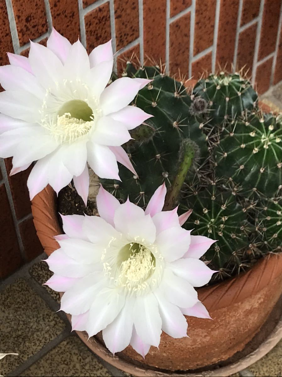 サボテン 花盛丸の値段と価格推移は 12件の売買情報を集計したサボテン 花盛丸の価格や価値の推移データを公開 サボテン 花盛丸の値段と価格推移は 12件の売買情報を集計したサボテン 花盛丸の価格や価値の推移データを公開