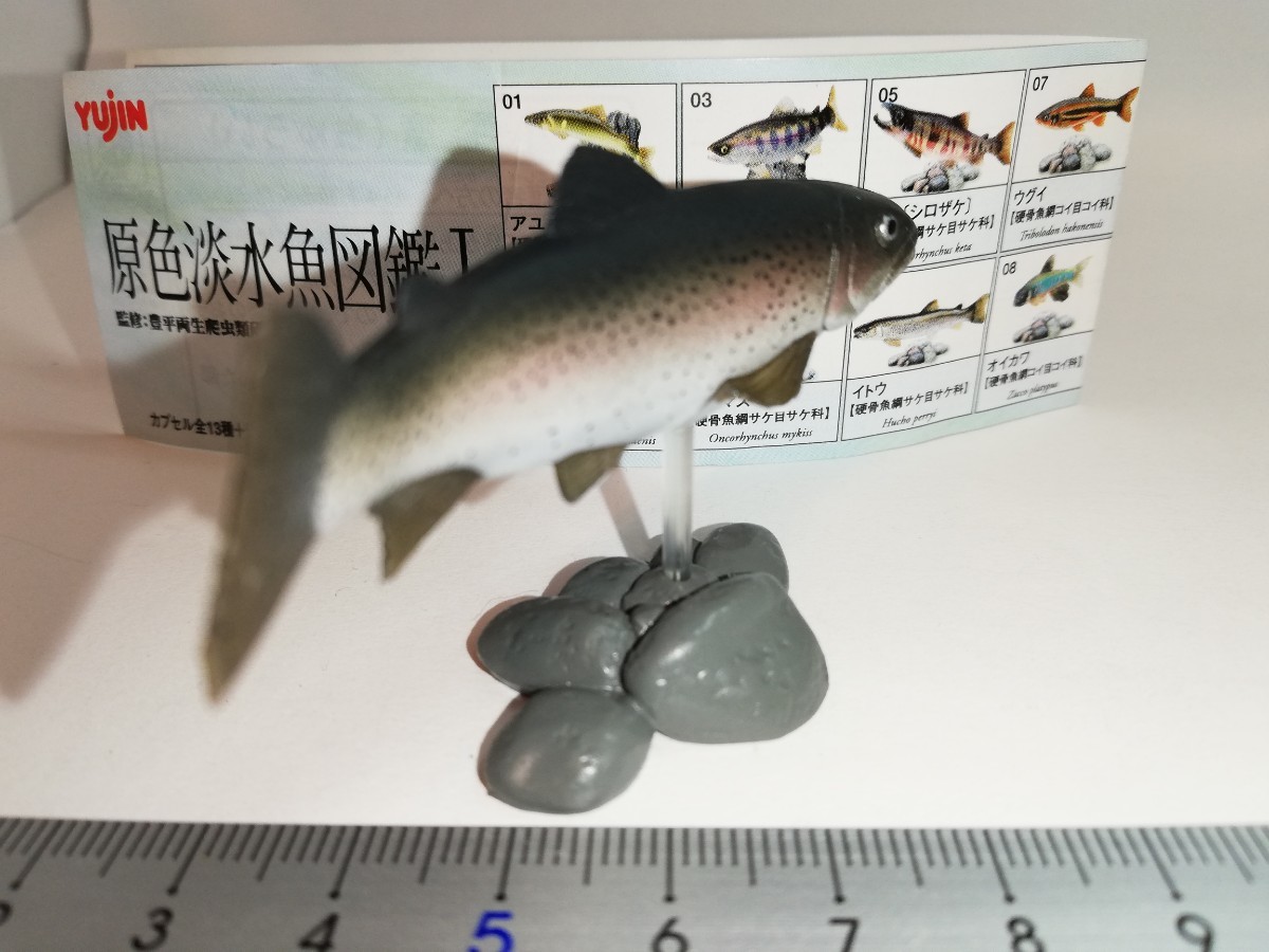 ユージン 原色淡水魚図鑑Ⅰ 初版 ニジマス|Yahoo!フリマ(旧 ユージン 原色淡水魚図鑑Ⅰ 初版 ニジマス|Yahoo!フリマ(旧