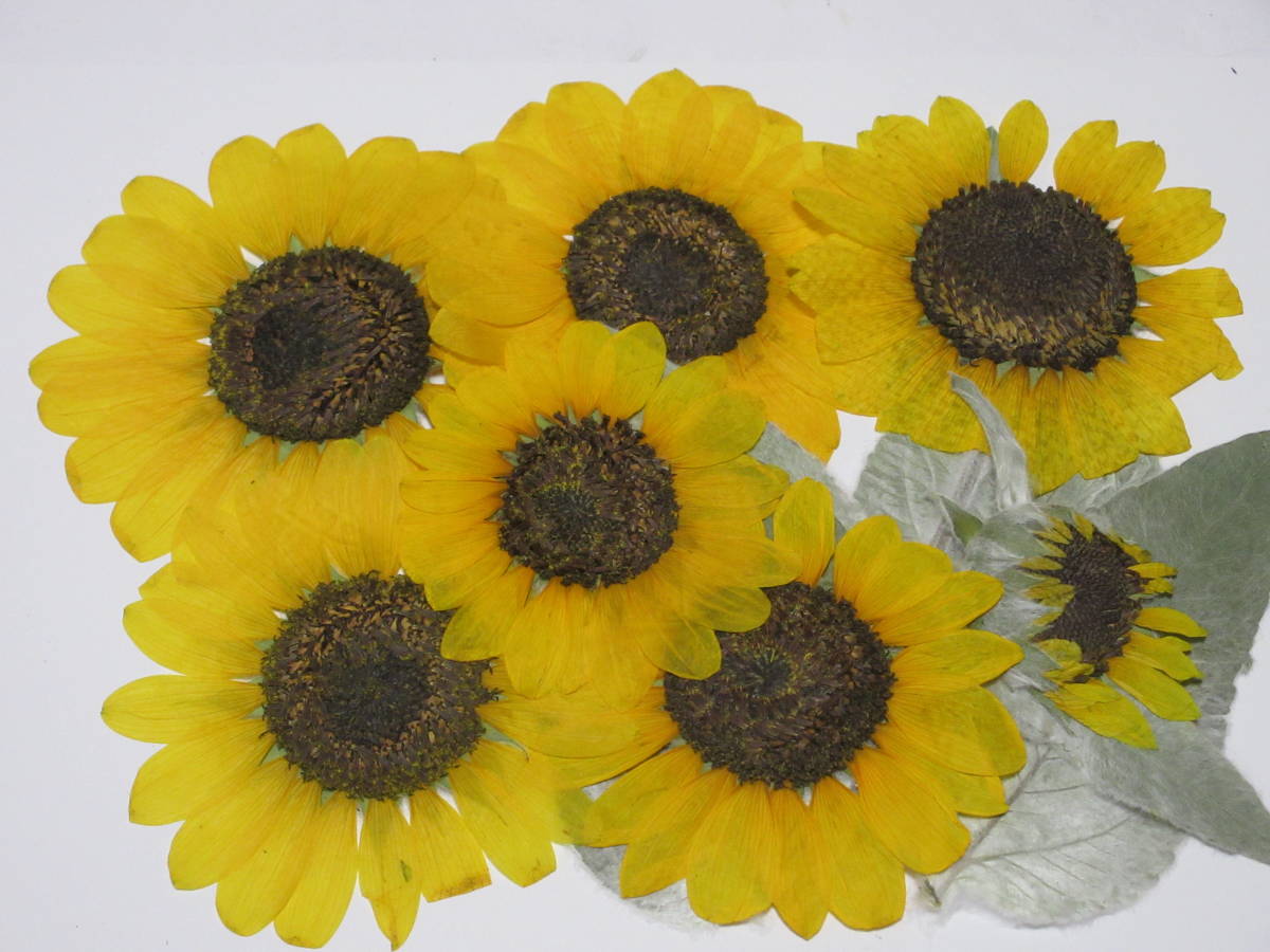  pressed flower material 4031 sunflower 