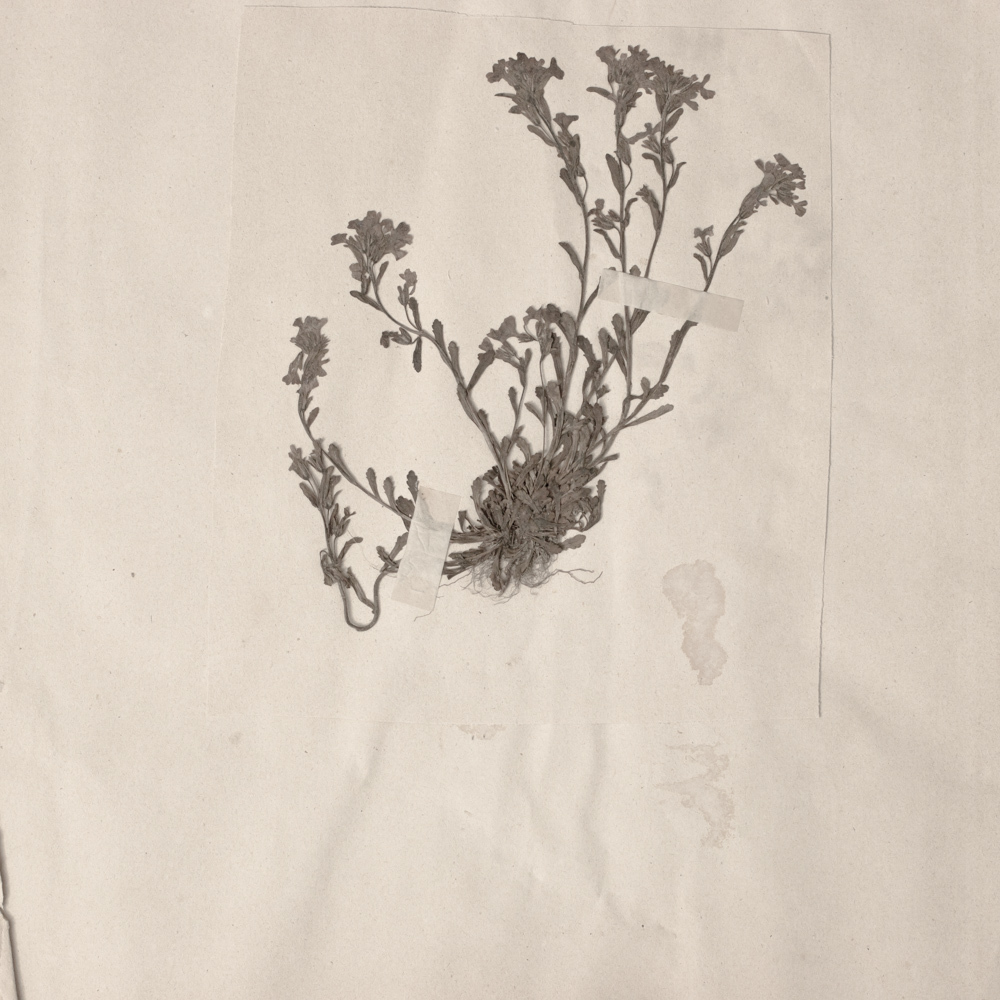 植物の標本 3, 欧州, 19世紀.（フランス, 押し花 植物 花 ボタニカル アート 芸術 美術 アンティーク 古道具 絵画 素描）_画像5