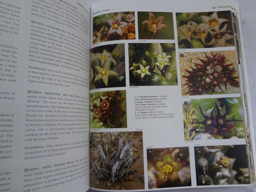  south Africa succulent plant foreign book Succulents of Southern Africa illustrated reference book book@ publication new goods Robin Frandsen
