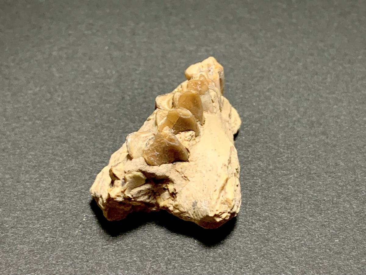 ★化石 高品質 古代哺乳類 オレオドンの歯 顎 Oreodont ORE-21★