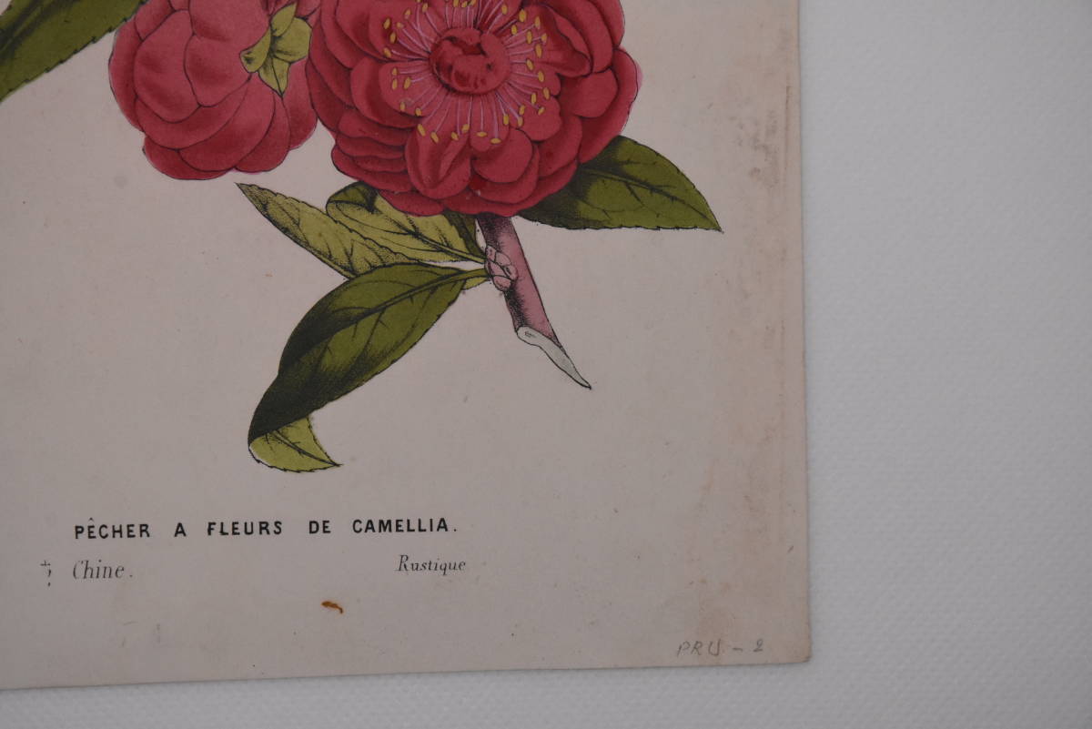 フランスアンティーク 博物画 植物画「CAMELLIA」 多色刷り石版画　ボタニカルアート_画像7