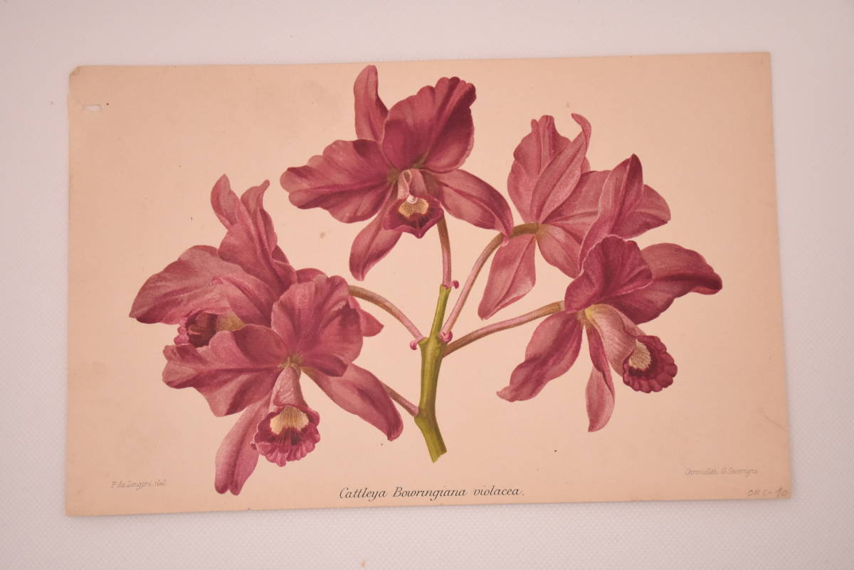 フランスアンティーク 博物画 植物画『Cattleya』 多色刷り石版画　ボタニカルアート_画像2