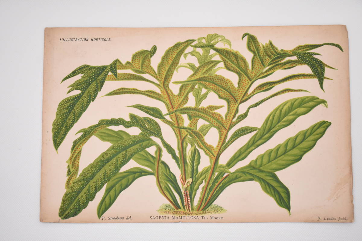 フランスアンティーク 博物画 植物画『SAGENIA　MAMILLOSA　』 多色刷り石版画　ボタニカルアート_画像2
