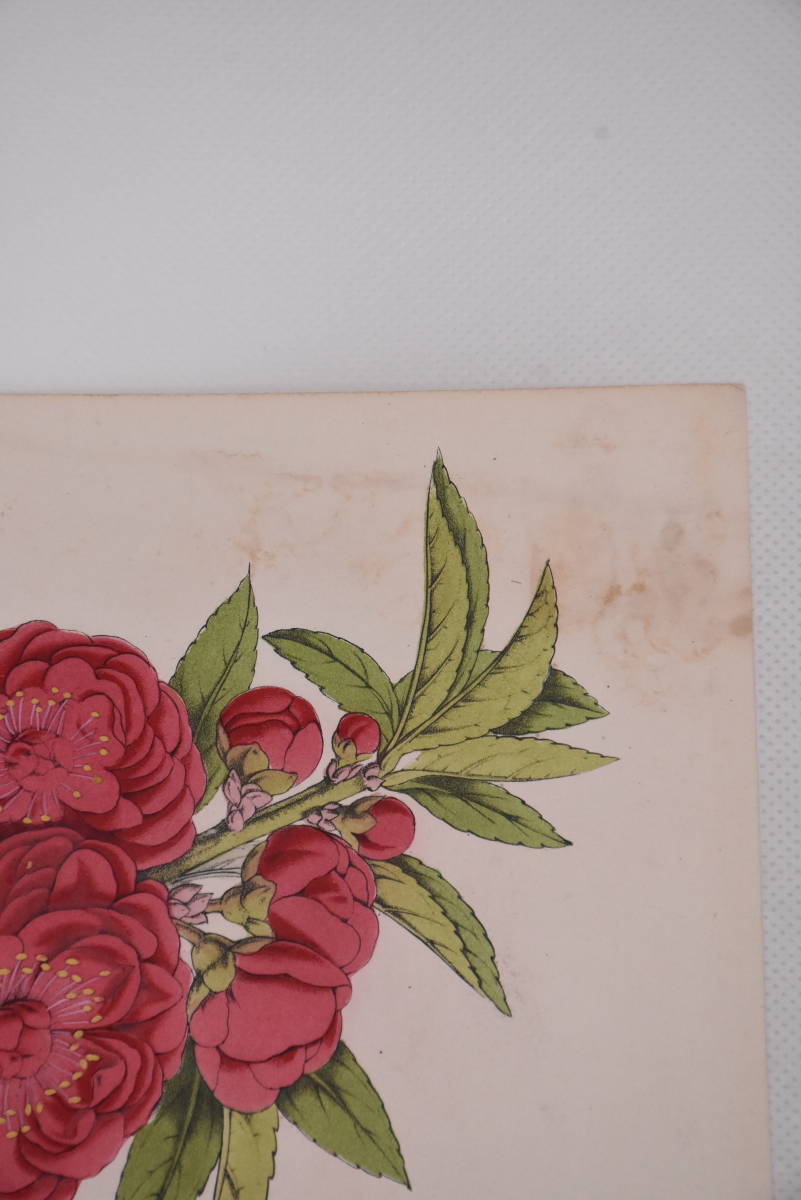 フランスアンティーク 博物画 植物画「CAMELLIA」 多色刷り石版画　ボタニカルアート_画像4