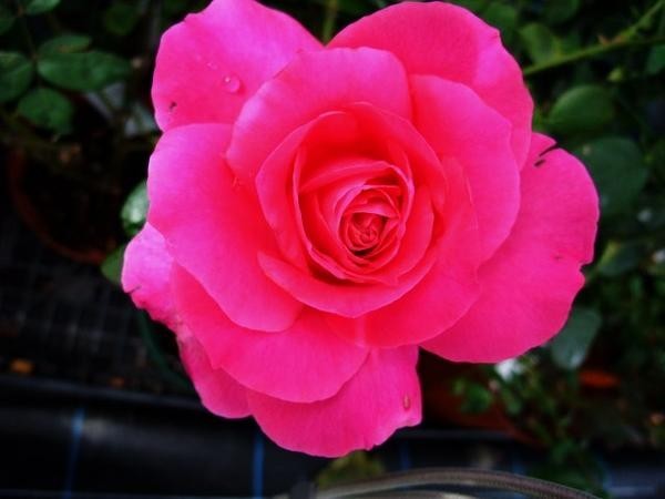 バラ苗 低価格 ＨＴ マヌウ 卸し売り購入 メイアン 光り輝くほど鮮やかな花色 ６号