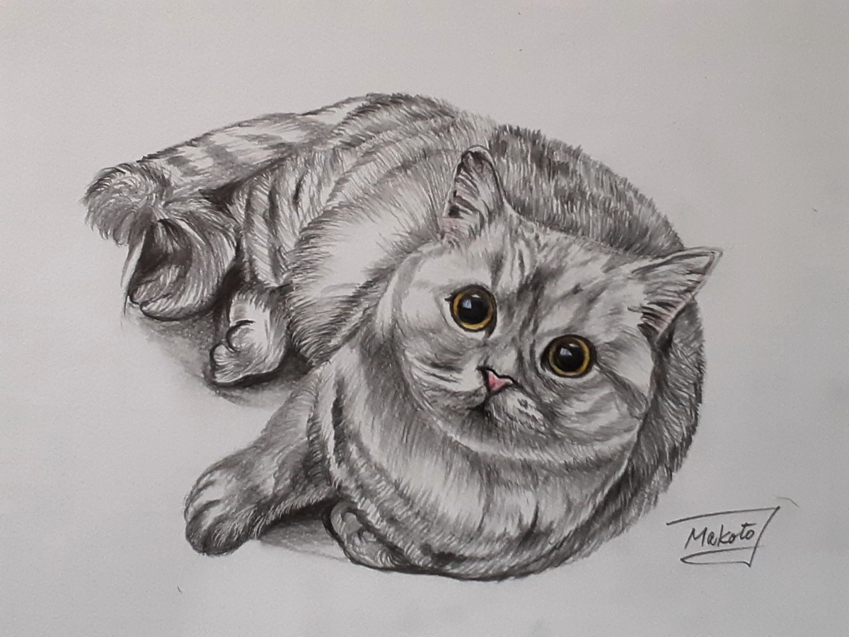 Paypayフリマ 色鉛筆画 横たわる猫 Paypayフリマ 色鉛筆画 横たわる猫