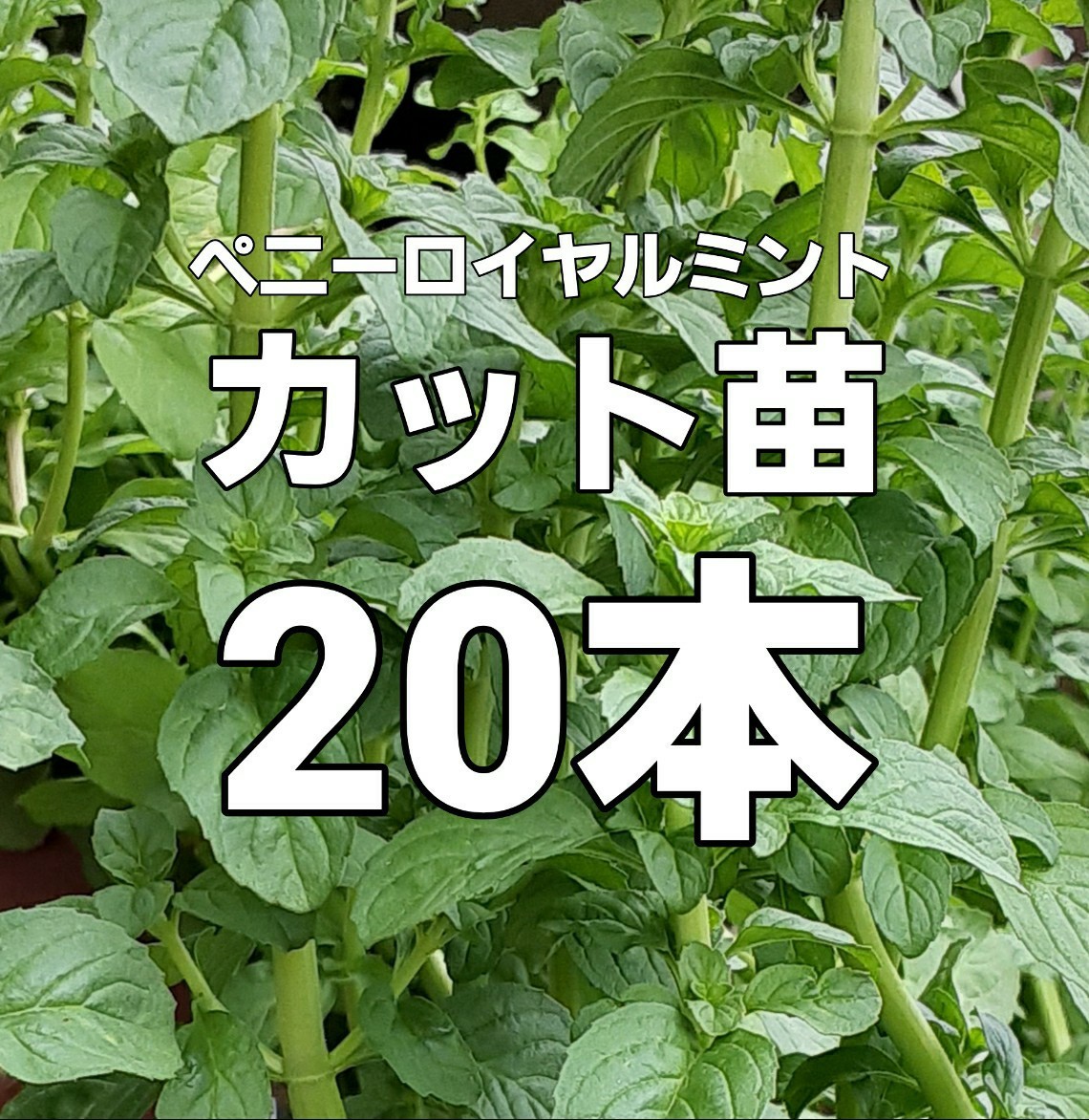 Paypayフリマ ハーブ ペニーロイヤルミント カット苗 本 グランドカバー 植物 Paypayフリマ ハーブ ペニーロイヤルミント カット苗 本 グランドカバー 植物