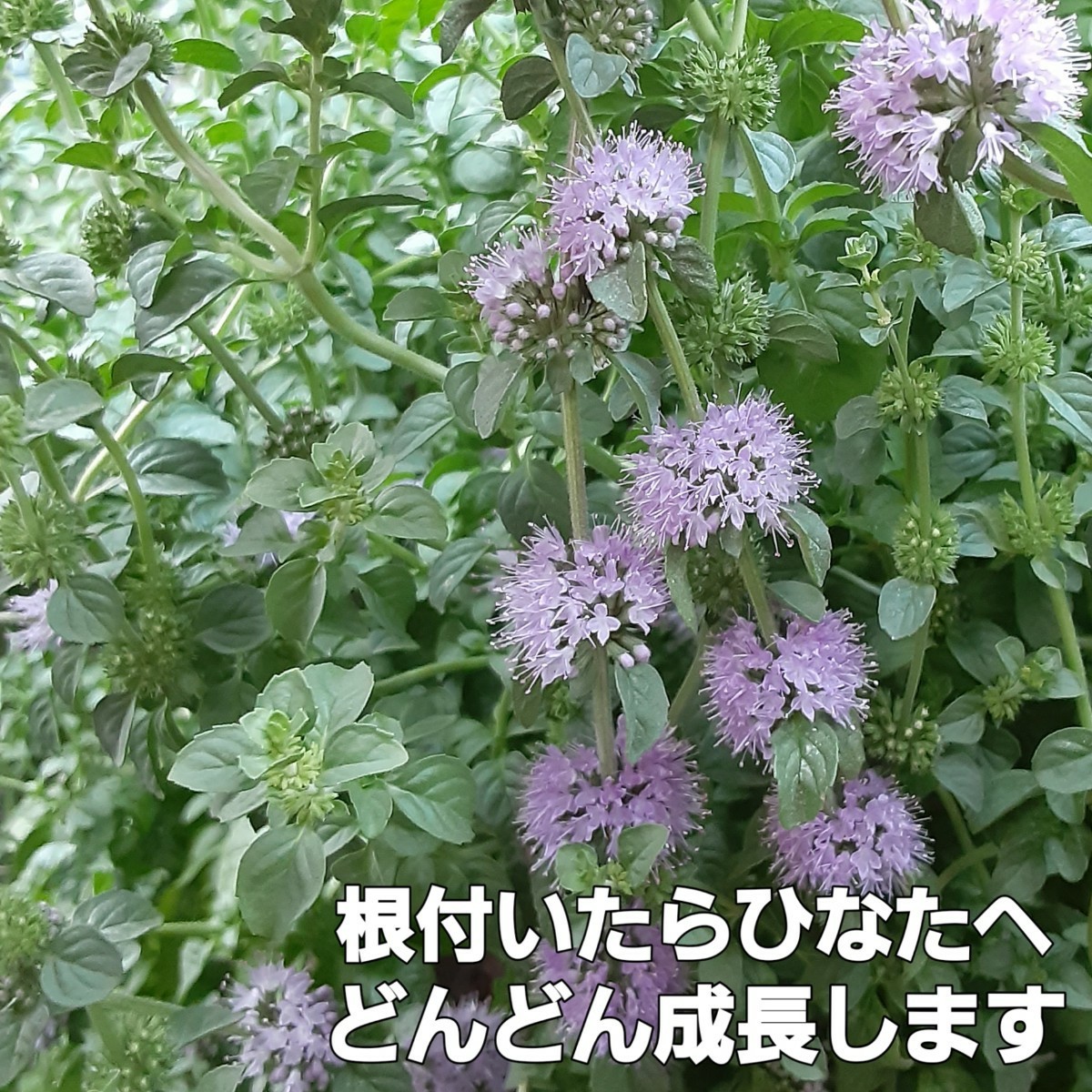 Paypayフリマ ハーブ ペニーロイヤルミント カット苗 本 グランドカバー 植物 Paypayフリマ ハーブ ペニーロイヤルミント カット苗 本 グランドカバー 植物